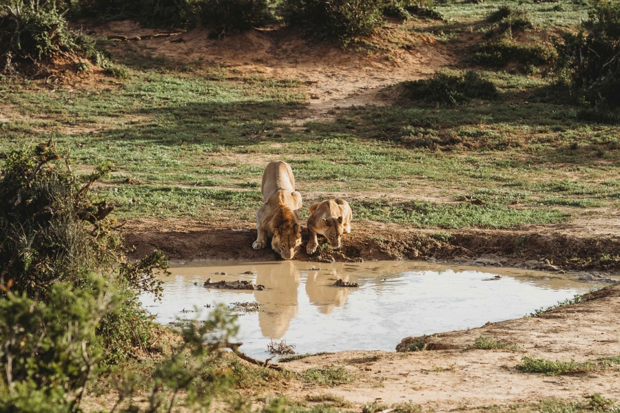 FIH Fotografie » Zuid Afrika